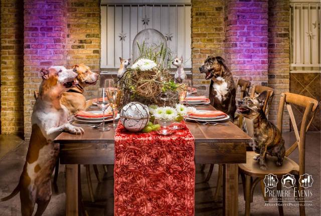 Austin Pets Alive Photo Shoot