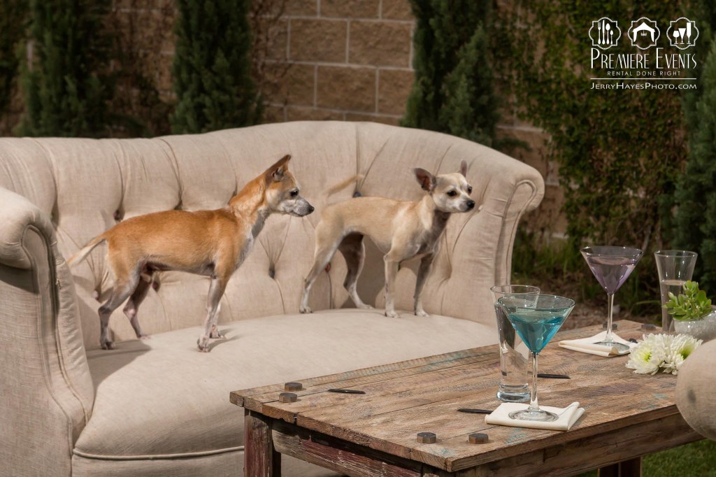 Austin Pets Alive Photo Shoot