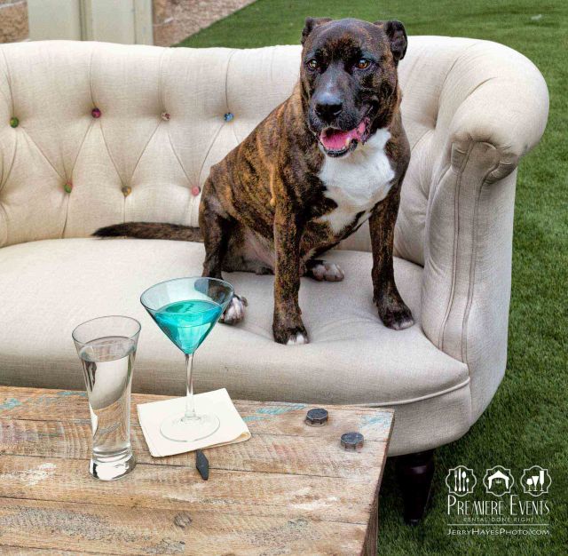 Austin Pets Alive Photo Shoot