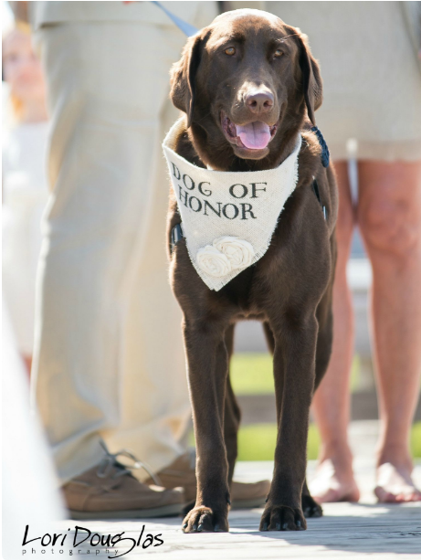 doggo of honor